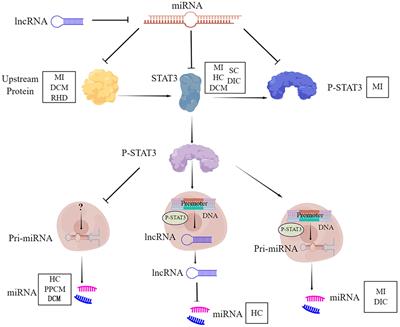 The crosstalk between STAT3 and microRNA in cardiac diseases and protection